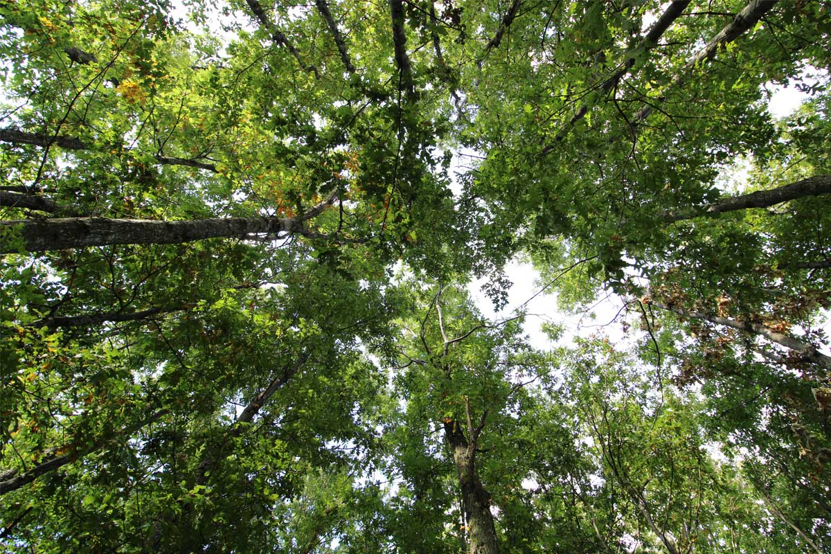Domenica 15 giugno: le Cascine della Riserva Naturale